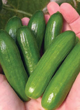 Load image into Gallery viewer, Cucumber "Mini-Me"