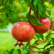 Load image into Gallery viewer, Punica granatum 'Pomegranate' Tree