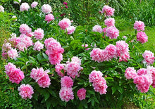 Load image into Gallery viewer, Paeonia lactiflora 'Dr. Alex Fleming' Peony