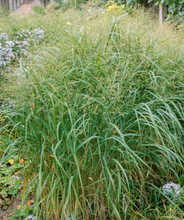 Load image into Gallery viewer, Panicum virgatum Switchgrass