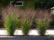 Load image into Gallery viewer, Panicum virgatum Switchgrass