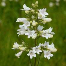 Load image into Gallery viewer, Penstemon digitalis 'Foxglove Beardtongue'