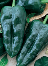 Load image into Gallery viewer, Pepper 'Poblano'