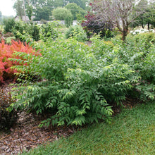 Load image into Gallery viewer, Prunus 'Easy as Pie' Cherry Bush