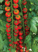 Load image into Gallery viewer, Tomato 'Rapunzel'