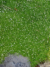 Load image into Gallery viewer, Sagina subulata 'Irish Moss'