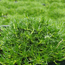 Load image into Gallery viewer, Sagina subulata 'Irish Moss'