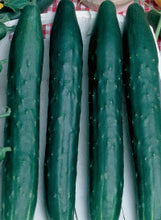 Load image into Gallery viewer, Cucumber "Tasty Green"
