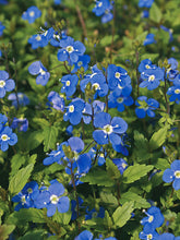 Load image into Gallery viewer, Veronica umbrosa ‘Georgia Blue’ Speedwell