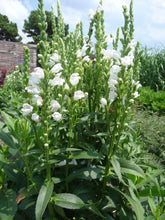 Load image into Gallery viewer, Physostegia virginiana 'Crystal Peak White