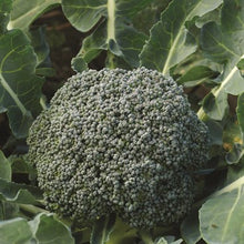 Load image into Gallery viewer, Broccoli 'Gypsy Hybrid' Seeds