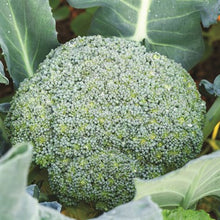 Load image into Gallery viewer, Broccoli 'Castle Dome' Seeds