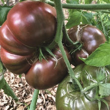 Load image into Gallery viewer, Tomato 'Cherokee Purple' Seeds