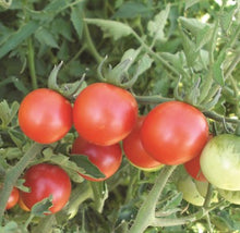 Load image into Gallery viewer, Red Cherry Tomato Seeds