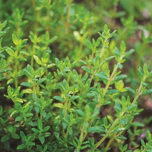 Load image into Gallery viewer, Thyme Seeds