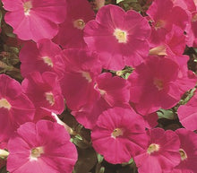 Load image into Gallery viewer, Petunia Supercascade Pink Seeds