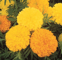 Load image into Gallery viewer, Marigold 'Crackerjack Mix' Seeds