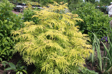 Load image into Gallery viewer, Sambucus racemosa 'Lemony Lace' Elderberry