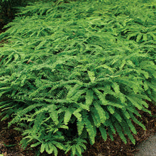 Load image into Gallery viewer, Adiantum pedatum 'Northern Maidenhair Fern'