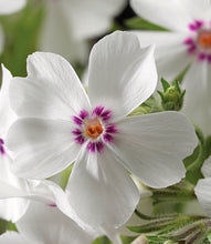 Load image into Gallery viewer, Creeping Phlox subulata 'Amazing Grace'