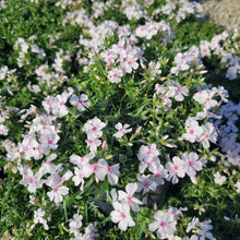 Load image into Gallery viewer, Creeping Phlox subulata 'Amazing Grace'
