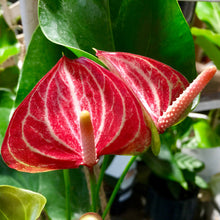Load image into Gallery viewer, Anthurium 'Flamingo Flower'