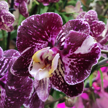 Load image into Gallery viewer, Orchid phalaenopsis