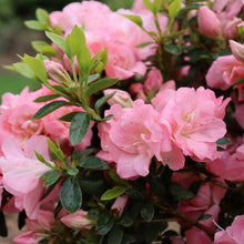 Load image into Gallery viewer, Indoor Blooming Azalea