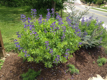 Load image into Gallery viewer, Baptisia australis 'False Indigo'