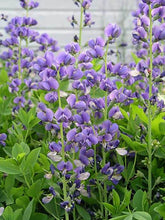 Load image into Gallery viewer, Baptisia australis 'False Indigo'