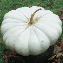 Load image into Gallery viewer, Specialty Autumn Harvest Mix Pumpkins