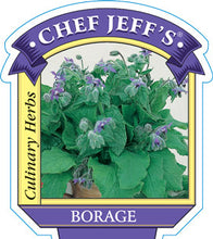 Load image into Gallery viewer, Borage Plant