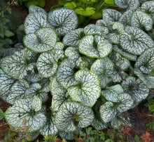 Load image into Gallery viewer, Brunnera macrophylla ‘Jack Frost’