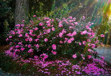 Load image into Gallery viewer, Camellia sasanqua 'Sparkling Burgundy'