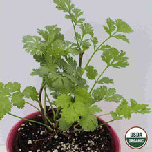 Load image into Gallery viewer, Cilantro Coriander Organic Seeds
