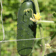 Load image into Gallery viewer, Cucumber, Marketmore Organic Seeds
