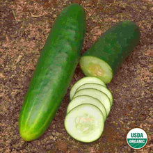 Load image into Gallery viewer, Cucumber Straight Eight Organic Seeds