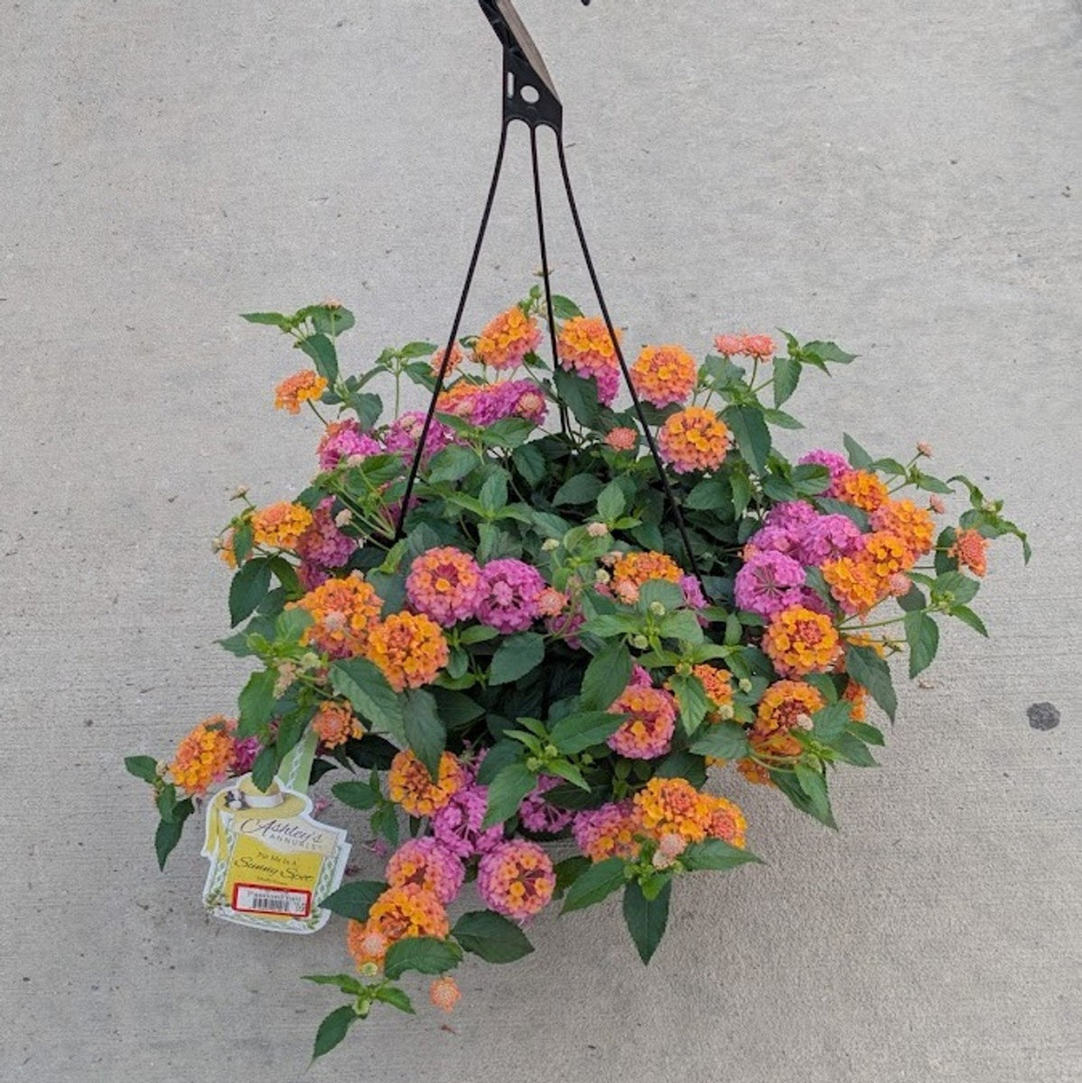Lantana 'Passion Fruit' Hanging Basket – Denchfield Nursery, Inc.