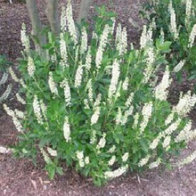 Load image into Gallery viewer, Clethra alnifolia 'Sixteen Candles'
