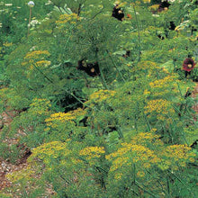 Load image into Gallery viewer, Dill Bouquet Organic Seeds