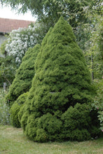 Load image into Gallery viewer, Picea glauca &#39;Conica&#39; Dwarf Alberta Spruce
