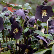 Load image into Gallery viewer, Helleborus 'New York Night'