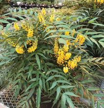Load image into Gallery viewer, Mahonia 'Funky Flow'