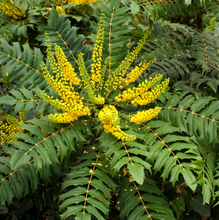 Load image into Gallery viewer, Mahonia 'Funky Flow'