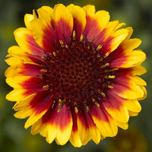 Load image into Gallery viewer, Gaillardia 'Barbican Yellow Red Ring' Blanket Flower
