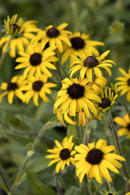 Load image into Gallery viewer, Rudbeckia fulgida 'American Gold Rush'