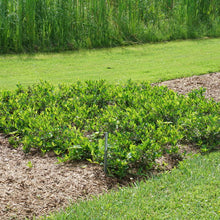 Load image into Gallery viewer, Aronia melanocarpa 'Ground Hug'