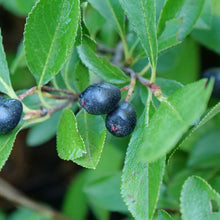 Load image into Gallery viewer, Aronia melanocarpa 'Ground Hug'