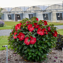 Load image into Gallery viewer, Hibiscus 'Valentine's Crush'