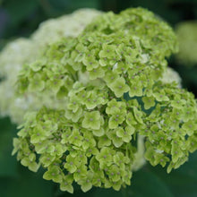 Load image into Gallery viewer, Hydrangea arborescens 'Sublime'